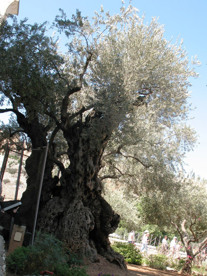 Ein Baum im Garten Getsemane, der schon Jesu Zeiten erlebte